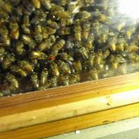 Miellerie de Genos (Haute-Garonne) - La reine est marquée d'un point rouge